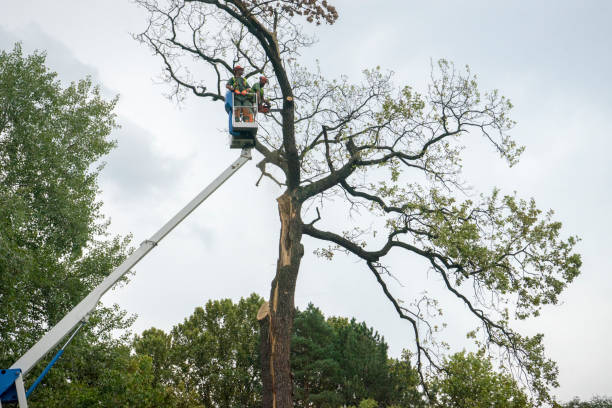 Best Hazardous Tree Removal  in Georgetown, PA